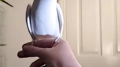 Smart Parrot Singing and Dancing with his owner