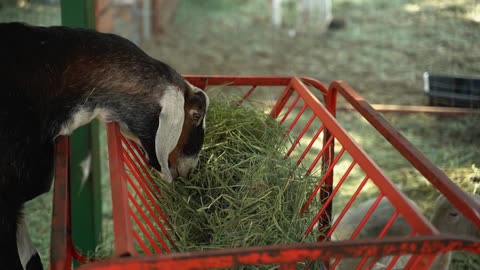 Cute Goat - Coyntryside life - Funny Animals