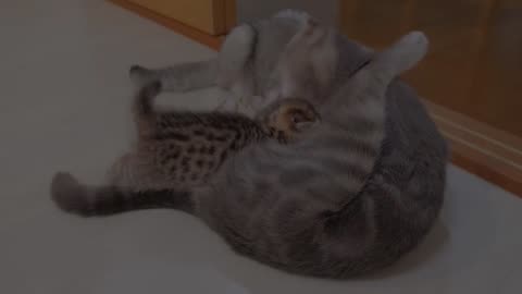 The kitten that punches its big brother and gets punched back is so cute