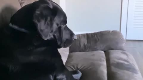 Dog throws temper tantrum because he can't go on a car ride.