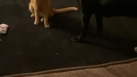 Pets reenacting WWE takedown scenes 🤣🤣🤣