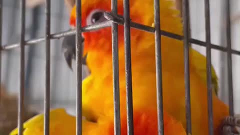 Cutest little parrots you’ve ever seen…
