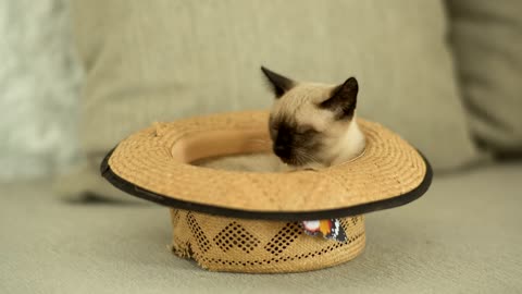 Siamese cat inside a hat A siamese cat is inside a straw hat on the sofa.