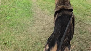 German shepherd howling.