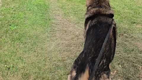 German shepherd howling.