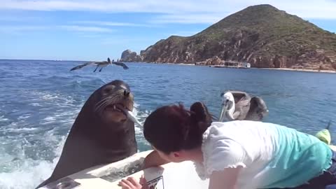 Feeding the sea lions