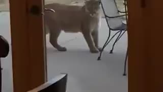 Hungry mountain lion approaches tiny dog.