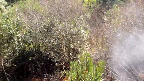 Tir d’un Sanglier au Maroc Chasse au Sanglier