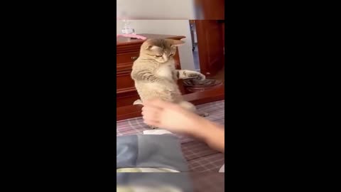 Most funny animal videos🤣🤣🤣🤣