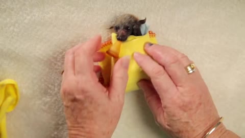 Baby Bat Burritos