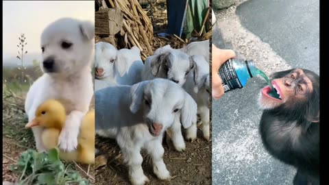 Cute Animals Dog, child Goats, monkey 🐒🐵
