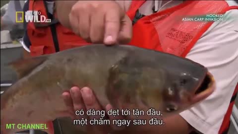 Hooked Asian carp invasion - Wildlife Animal - National Geographic Documentary