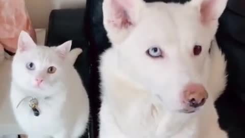 Cat and dog funny video