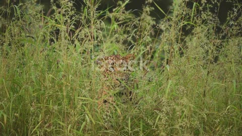 Jungle Camouflage: Masters of Disguise in the Wild