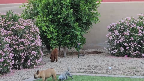 Scout the Chicken herder