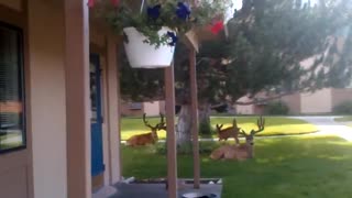 Bucks and Fawns