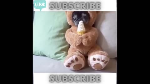 Funny Animals - #shortsFunny Animals Video Compilation #1 - Best Funny Animal Videos - #shorts