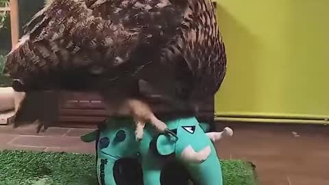 Video with owls -3
