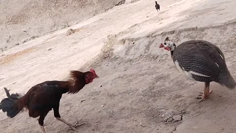 Amazing Fight Between Rooster & Partridge