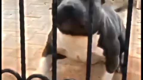 Pitbull vs rottweiler