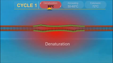 Polymerase Chain Reaction (PCR) in modern molecular biology ll Animation.