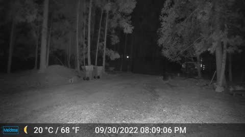 Mountain Lion Watching from the Main Gate