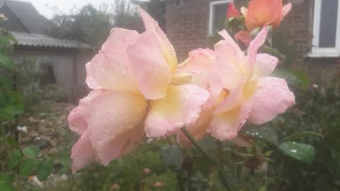 Roses in autumn rain