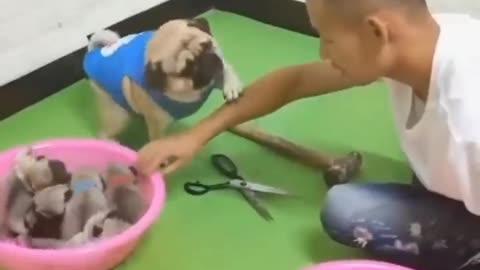 The Best Cat and Dog Comedy Videos That Will Have You ROFLing!"