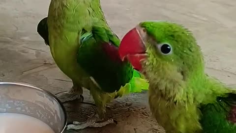 Potty training |cockatiel parrot | Funny birds | Funny animals