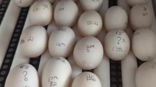 Duck eggs