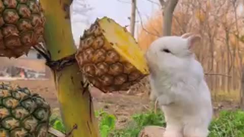 Rabbit eating fruit