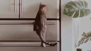 Bengal Cat climbs for food