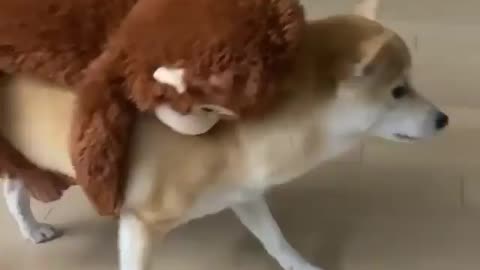 Dog hold teddy monkey in his back