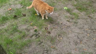 Cat vs Garter Snake