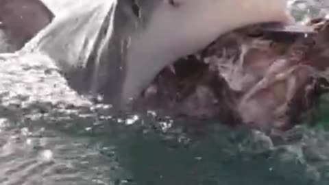 Terrifying moment of shark at lake 😱😱
