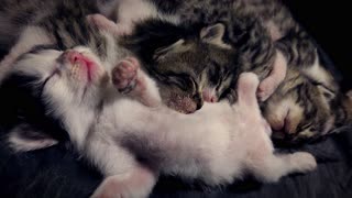 Adorable Kittens Sleeping Soundly - A Heartwarming Sight