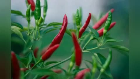 Health Benefits of chili peppers