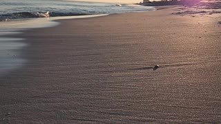 Pensacola beach sunset