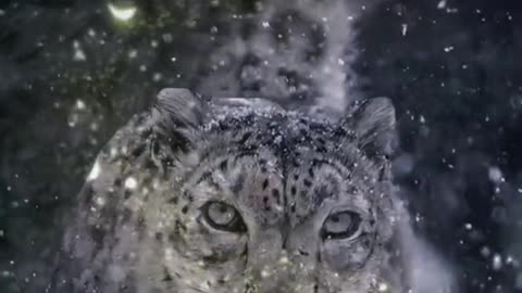 The king of the snow leopard on the snowy plateau