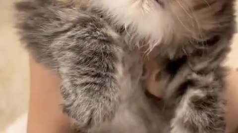 New Funny Animals, Funniest Cats and Dogs Videos 74