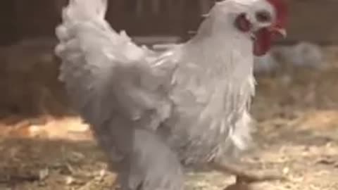 Funny Hen playing with her Egg! Try not to laugh
