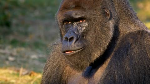 Big Gorilla is beautiful