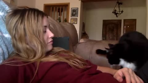 Cat politely asking to get petted