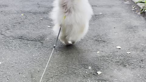 Gymnast Pup Has Interesting Way To Pee