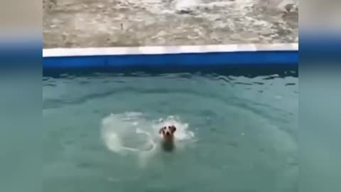 Dog Funny Video | Try To Not Laugh | Dog In water Park |