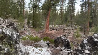 Volcanic Snow Hiking – Central Oregon – Edison Sno-Park – 4K