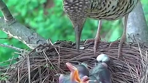 Parent love#bird