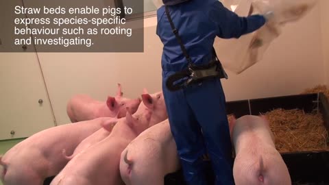Testing animal vaccines on pigs