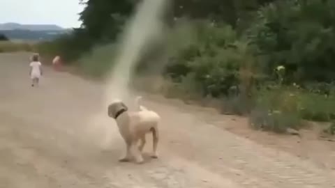 Playing Dog Catches a Forming Tornado