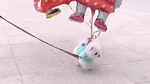 cute funny puppy